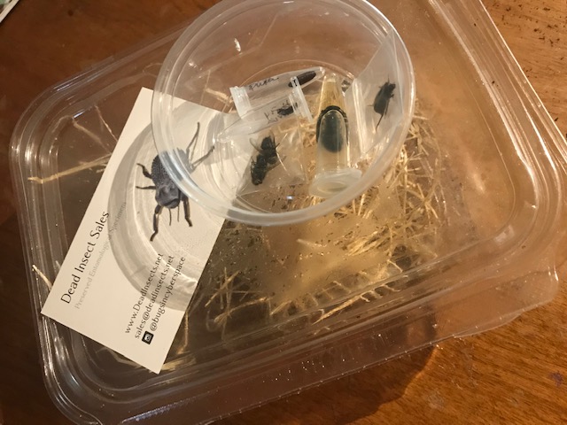 Bugs in containers to scare Michelle with