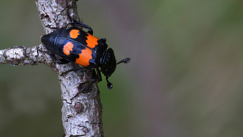 sexton beetles or burying beetle on a twig